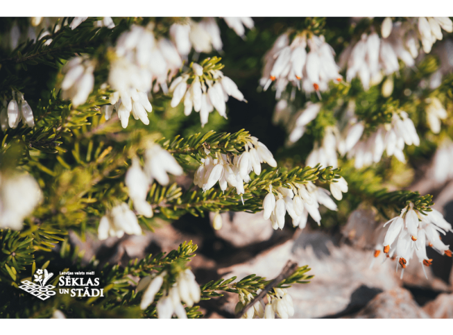 Erica carnea f. alba   'Springwood White'